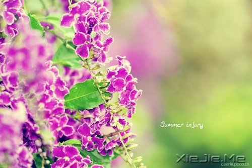 你若盛开,清风自来 (7)