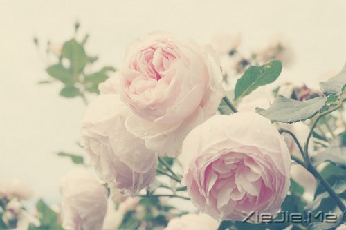 ��׷��ʲô����ȥŬ���� (4)