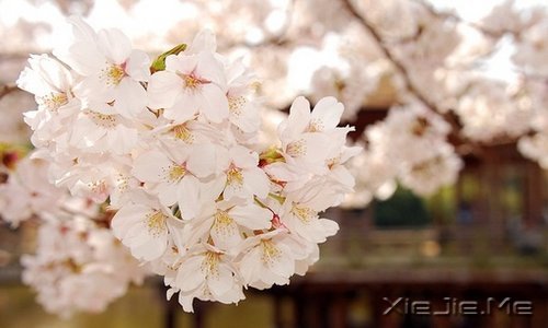 早安心语:找一个理由,去否认忧伤 (5)