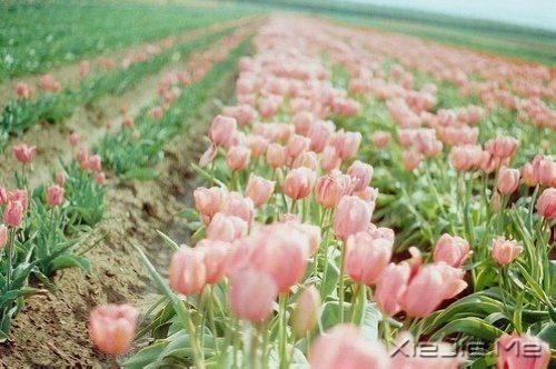 早安心语:你想要的,岁月都会给你 (5)