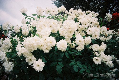 童心未泯,是一件值得骄傲的事情 (5)