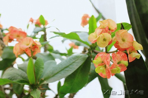 早安心语:不要辜负了美好的晨光 (2)