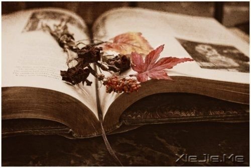 歌词心语:生活,就是你快乐它就快乐的过程 (8)