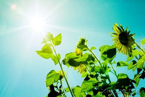 ����������Ƕ��ϵ�̫�죬ȴ���׵�̫�� (8)