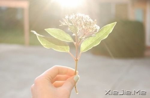 晚安心语:没有不会淡的疤,没有不会好的伤 (1)