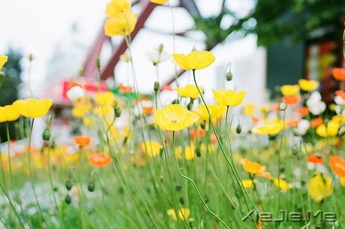 生命中那些简单的小幸福 (4)